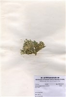 藏品(仙掌藻)的圖片